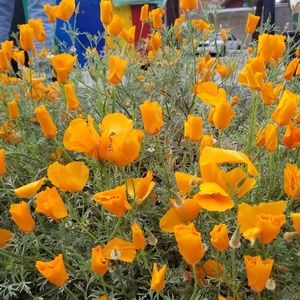 Meet your Posher, Annie